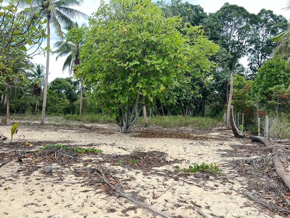 Majestic Beachfront Land in Maenam Near Pralarn Pier