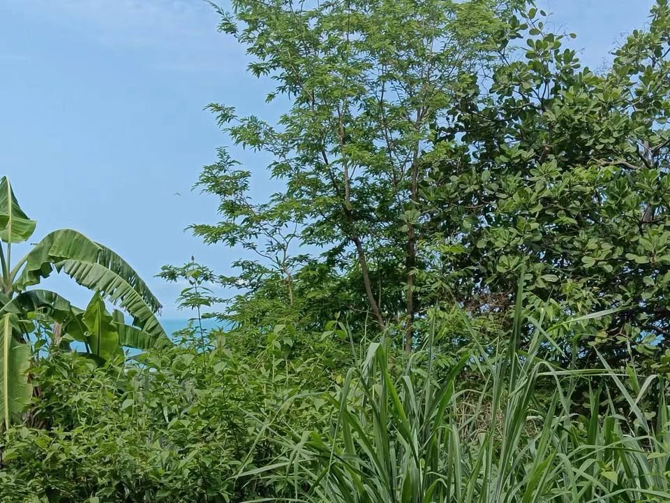 Large Seaview Land in Ang Thong, 13-2-12 Rai