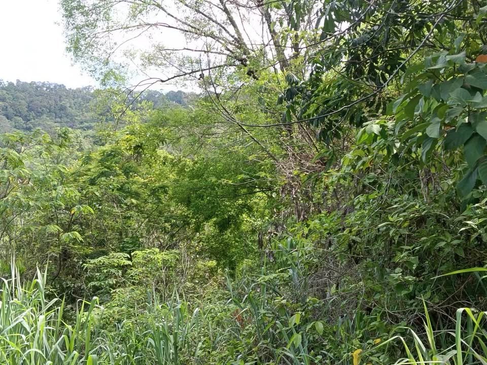 Large Seaview Land in Ang Thong, 13-2-12 Rai
